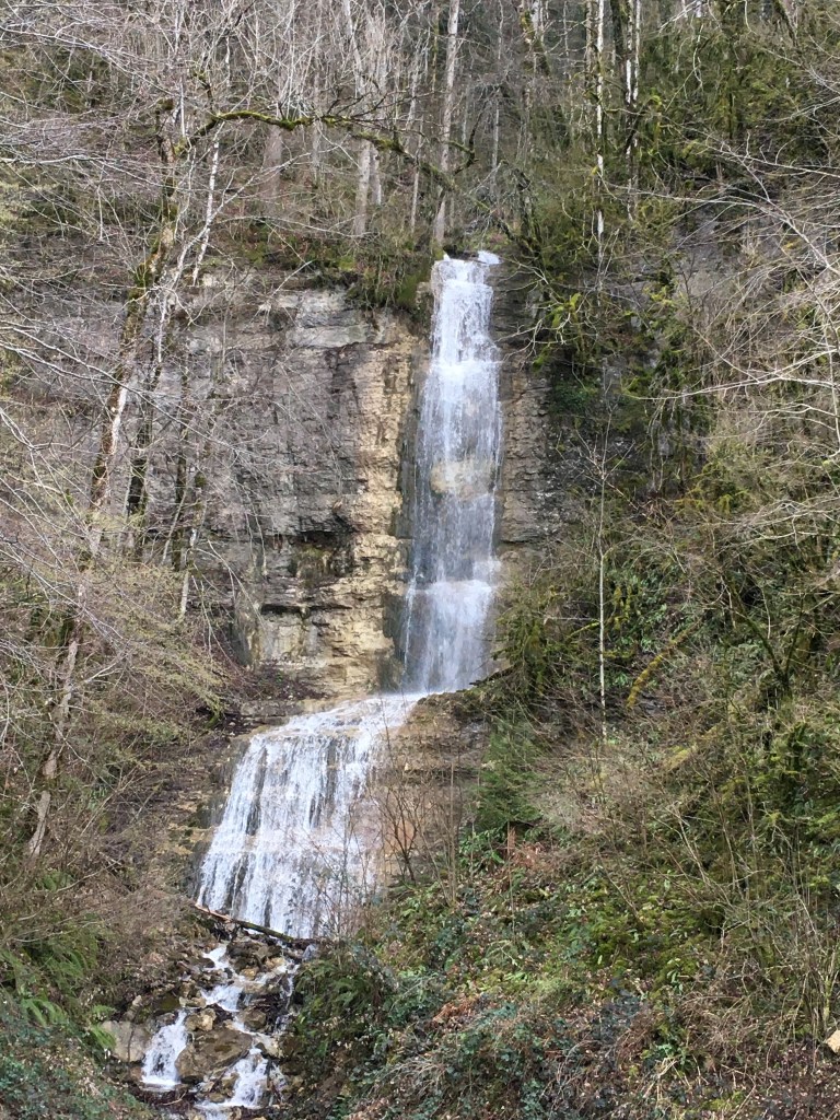 Cascade dans une zone boisée