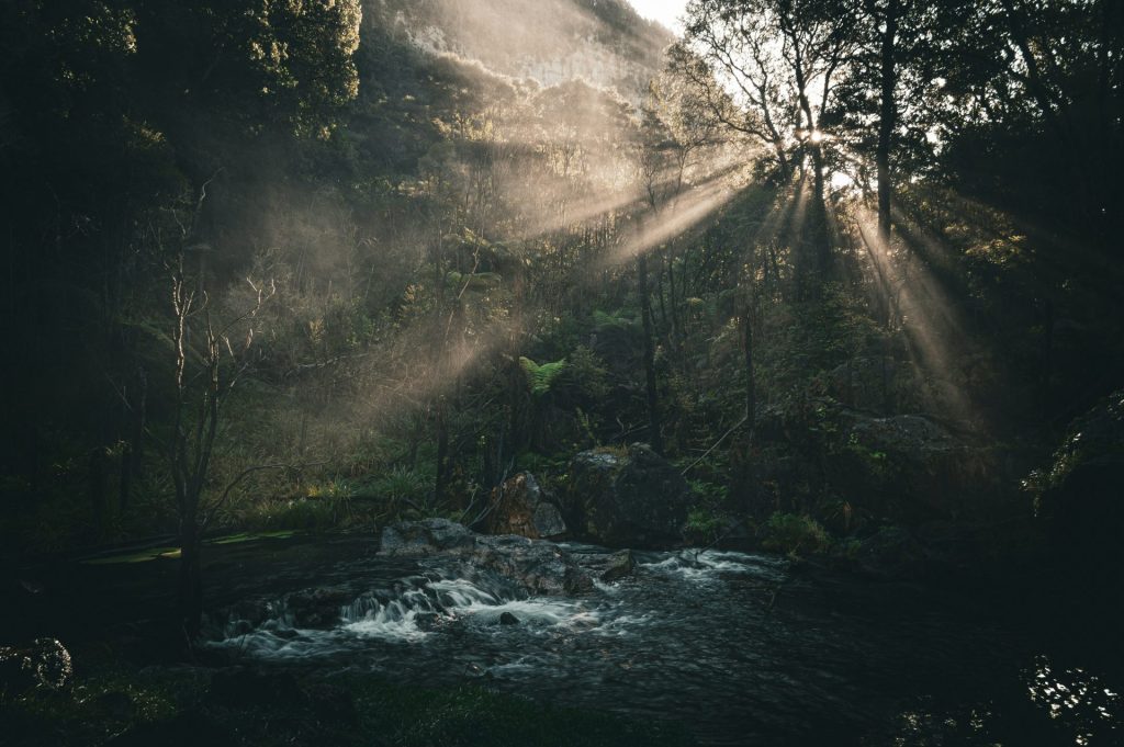 un ruisseau traversant une forêt verdoyante et luxuriante